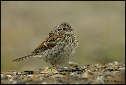 American Tree Sparrow (Spizella arborea)