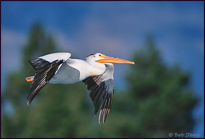 American White Pelican