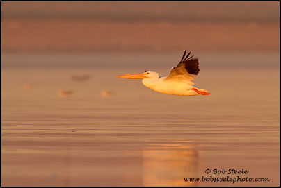 American White Pelican (Pelecanus erythrorhynchos)