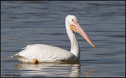 American White Pelican (Pelecanus erythrorhynchos)