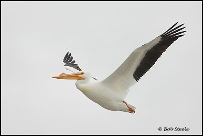 American White Pelican (Pelecanus erythrorhynchos)