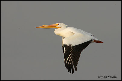 American White Pelican (Pelecanus erythrorhynchos)