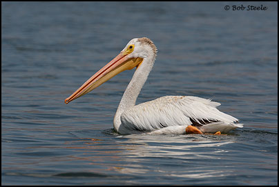 American White Pelican (Pelecanus erythrorhynchos)