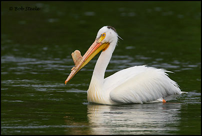American White Pelican (Pelecanus erythrorhynchos)