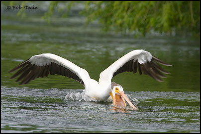 American White Pelican (Pelecanus erythrorhynchos)