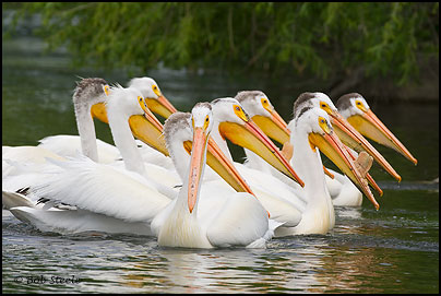 American White Pelican (Pelecanus erythrorhynchos)
