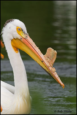 American White Pelican (Pelecanus erythrorhynchos)