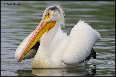 American White Pelican (Pelecanus erythrorhynchos)