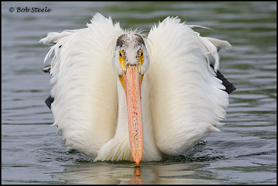 American White Pelican (Pelecanus erythrorhynchos)