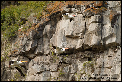 American White Pelican (Pelecanus erythrorhynchos)