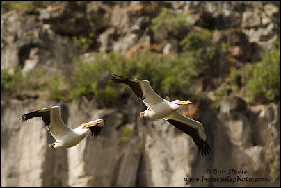 American White Pelican (Pelecanus erythrorhynchos)