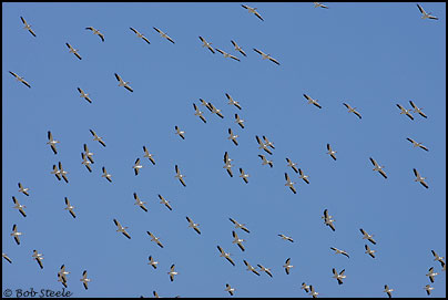 American White Pelican (Pelecanus erythrorhynchos)