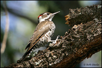 Arizona Woodpecker (Picoides arizonae)