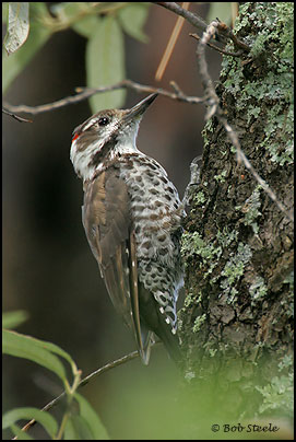 Arizona Woodpecker (Picoides arizonae)
