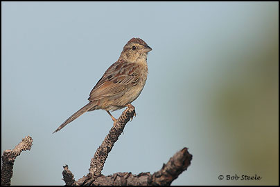 Bachman's Sparrow (Aimophila aestivalis)