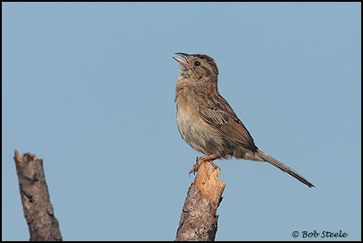 Bachman's Sparrow (Aimophila aestivalis)