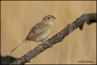 Bachman's Sparrow (Aimophila aestivalis)