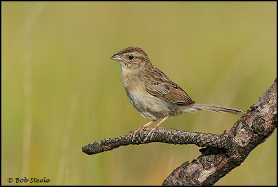 Bachman's Sparrow (Aimophila aestivalis)
