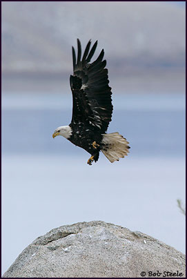Bald Eagle (Haliaeetus leucocephalus)