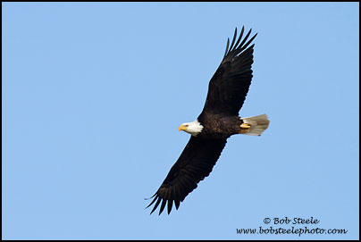 Bald Eagle (Haliaeetus leucocephalus)