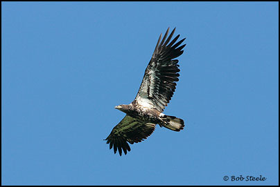 Bald Eagle (Haliaeetus leucocephalus)