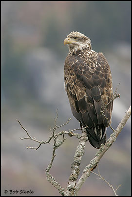 Bald Eagle (Haliaeetus leucocephalus)