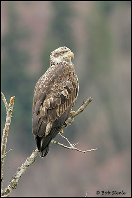 Bald Eagle (Haliaeetus leucocephalus)