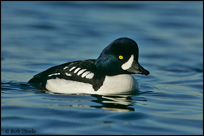 Barrow's Goldeneye (Bucephala islandica)