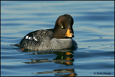 Barrow's Goldeneye (Bucephala islandica)