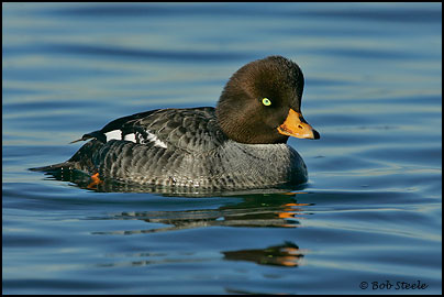 Barrow's Goldeneye (Bucephala islandica)