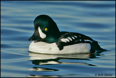 Barrow's Goldeneye (Bucephala islandica)