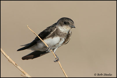 Bank Swallow (Riparia riparia)