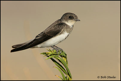 Bank Swallow (Riparia riparia)