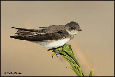 Bank Swallow (Riparia riparia)