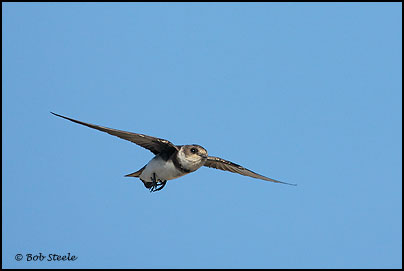 Bank Swallow (Riparia riparia)