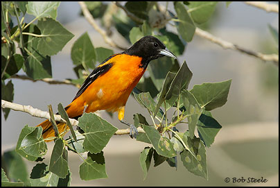 Baltimore Oriole (Icterus galbula)