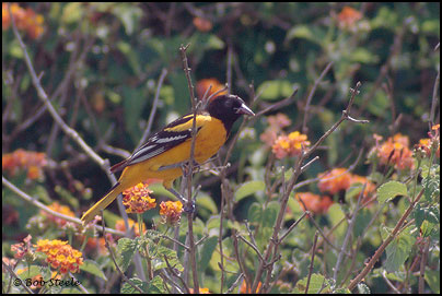 Baltimore Oriole (Icterus galbula)