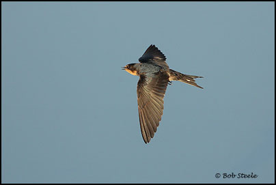 Barn Swallow (Hirundo rustica)