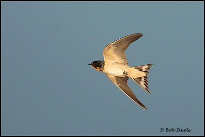 Barn Swallow (Hirundo rustica)