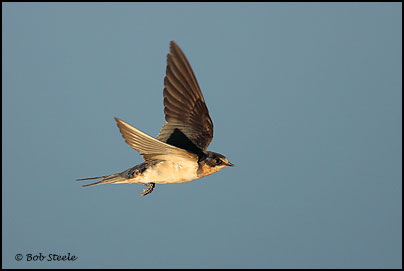 Barn Swallow (Hirundo rustica)