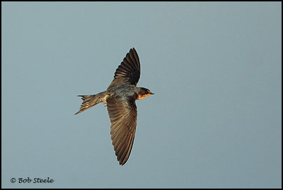 Barn Swallow (Hirundo rustica)