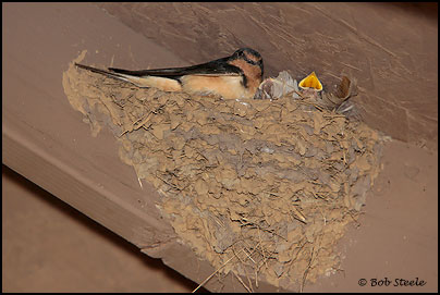 Barn Swallow (Hirundo rustica)