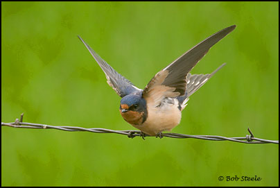 Barn Swallow (Hirundo rustica)