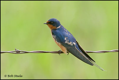 Barn Swallow (Hirundo rustica)