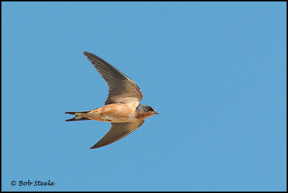 Barn Swallow (Hirundo rustica)