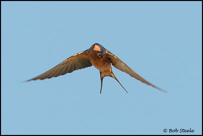 Barn Swallow (Hirundo rustica)