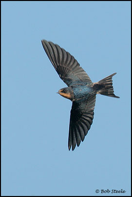 Barn Swallow (Hirundo rustica)