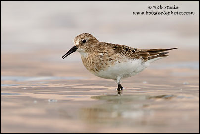 Baird's Sandpiper (Calidris bairdii)