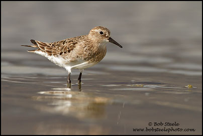 Baird's Sandpiper (Calidris bairdii)