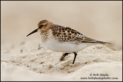 Baird's Sandpiper (Calidris bairdii)